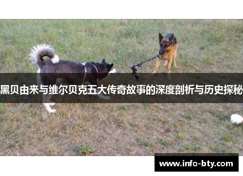 黑贝由来与维尔贝克五大传奇故事的深度剖析与历史探秘